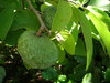 Cherimoya Annona cherimola Pflanze 5-10cm Rahmapfel Custard-apple Rarität