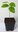 Stachelannone Annona muricata Pflanze 5-10cm Graviola Sauersack Soursop Rarität