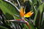 Paradiesvogelblume Strelitzia reginae Pflanze 5-10cm Papageienblume Strelitzie