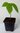 Zimtapfel Annona squamosa Pflanze 5-10cm Rahmapfel Süßsack Rarität
