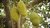 Jackfrucht Artocarpus heterophyllus Pflanze 5-10cm Jakobsfrucht Jackfruchtbaum