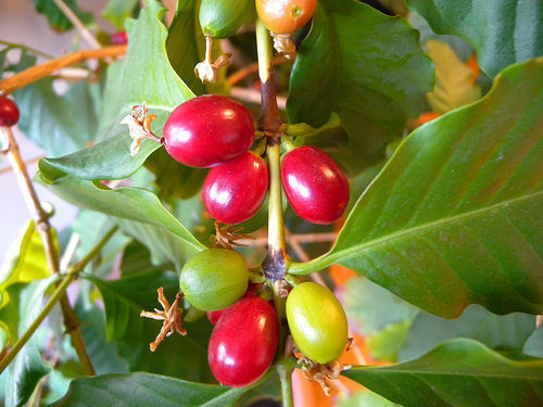 Kaffee Coffea arabica Pflanze 5-10cm echter Kaffeestrauch Arabica Kaffeebaum