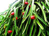 Drachenfrucht Hylocereus monacanthus Pflanze 5-10cm Pitaya Pitahaya Kaktus