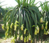 Drachenfrucht Hylocereus megalanthus Pflanze 5-10cm Pitaya Pitahaya Kaktus
