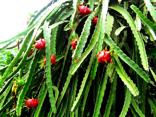 Drachenfrucht Hylocereus undatus Pflanze 5-10cm Pitaya Pitahaya Kaktus