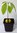 Avocado Persea americana Pflanze 15-20cm Persea gratissima Butterfrucht Rarität