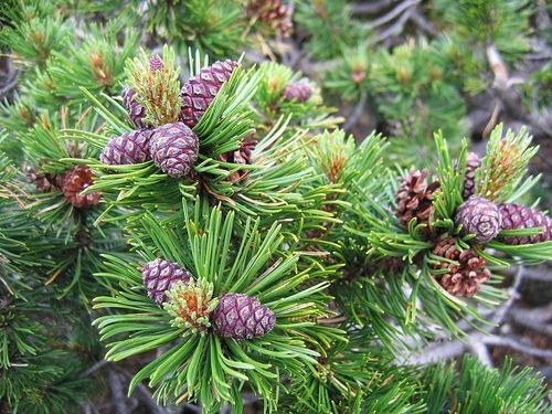 Bergkiefer Pinus mugo pumilio Pflanze 5-10cm Latschenkiefer Zwergkiefer Rarität