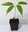 Litschi Litchi chinensis Pflanze 5-10cm Litchibaum Litschipflaume Liebesfrucht
