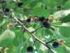 Schwarze Maulbeere Morus nigra Pflanze 15-20cm Maulbeerbaum Obstbaum Obstpflanze