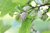 Weiße Maulbeere Morus alba Pflanze 15-20cm Maulbeerbaum Obstbaum Obstpflanze