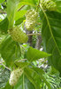 Noni Morinda citrifolia Pflanze 5-10cm Nonibaum indischer Maulbeerbaum Rarität
