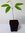 Rambutan Nephelium lappaceum Pflanze 5-10cm Rambutanbaum Thai-Litschi Rarität