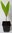Salakpalme Salacca zalacca Pflanze 5-10cm Schlangenfrucht Salak Palme Rarität