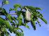 Saure Tamarinde Tamarindus indica Pflanze 15-20cm indische Dattel Tamarindenbaum
