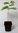 Saure Tamarinde Tamarindus indica Pflanze 15-20cm indische Dattel Tamarindenbaum