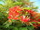 Flammenbaum Delonix regia Pflanze 15-20cm Flamboyant Flame Tree Royal Poinciana