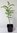 Lederhülsenbaum Gleditsia triacanthos Pflanze 25-30cm Gleditschie Honigdorn