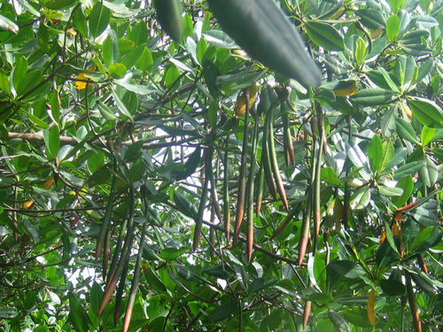 Rote Mangrove Rhizophora mangle Pflanze 15-20cm Mangrovenbaum Rarität