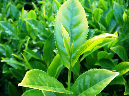 Tee Camellia sinensis Pflanze 15-20cm echte Teepflanze Teestrauch Rarität