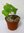 Schildkrötenpflanze Dioscorea elephantipes Pflanze 5-10cm Elefantenfuß Rarität