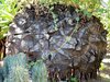 Schildkrötenpflanze Dioscorea elephantipes Pflanze 5-10cm Elefantenfuß Rarität