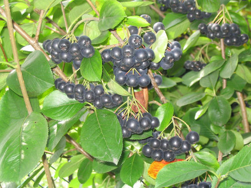 Schwarze Apfelbeere Aronia melanocarpa Pflanze 15-20cm Kahle Apfelbeere Rarität