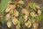 Flatterulme Ulmus laevis Pflanze 25-30cm Flatterrüster Flatter-Ulme Ulme Rarität