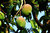 Mango Mangifera indica Pflanze 15-20cm Mangobaum Obstbaum Obstpflanze Rarität
