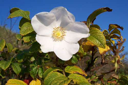 Weiße Apfelrose Rosa rugosa alba Pflanze 25-30cm Heckenrose Wildrose Rose