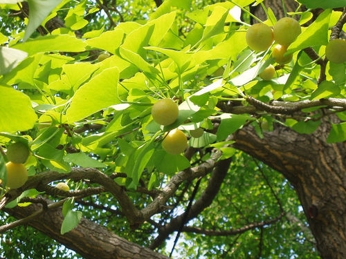 Ginkgobaum Ginkgo biloba Pflanze 90-100cm Baum des Jahrtausends Fächerblattbaum