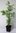 Urweltmammutbaum Metasequoia glyptostroboides Pflanze 35-40cm Mammutbaum Rarität