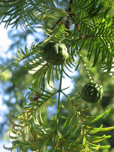 Urweltmammutbaum Metasequoia glyptostroboides Pflanze 35-40cm Mammutbaum Rarität