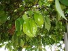 Sternfrucht Averrhoa carambola Pflanze 5-10cm Karambole Karambola Carambola