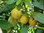 Canistel Pouteria campechina Pflanze 15-20cm Sapote Amarillo Eierfrucht Rarität