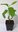 Cashew Anacardium occidentale Pflanze 15-20cm Cashewbaum Kaschubaum Acajoubaum