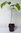 Indianerbanane Asimina triloba Pflanze 25-30cm dreilappige Papau PawPaw Rarität