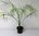 Echte Dattelpalme Phoenix dactylifera Pflanze 15-20cm Datteln Palme Fiederpalme