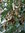 Süße Tamarinde Tamarindus indica Pflanze 15-20cm indische Dattel Tamarindenbaum