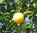 Zibarte Prunus domestica subsp. prisca Pflanze 15-20cm Ziparte Zippate Pflaume