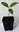Japanische Wollmispel Eriobotrya japonica Pflanze 5-10cm Mispel Mispero Biwa