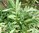 Grüner Kardamom Elettaria cardamomum Pflanze 5-10cm Malabar-Kardamom Zimt-Aroma