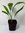 Fächerpalme Livistona rotundifolia Pflanze 15-20cm Saribus rotundifolius Palme