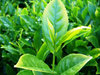 Tee Camellia sinensis Pflanze 25-30cm echte Teepflanze Teestrauch Rarität