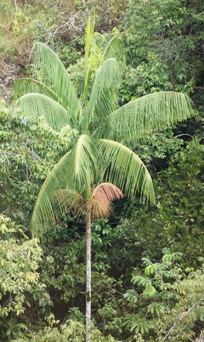 Jucarapalme Euterpe edulis Pflanze 15-20cm Assai Palme Kohlpalme Acai Rarität