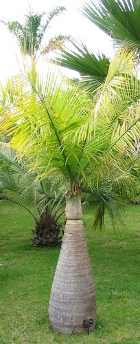 Flaschenpalme Hyophorbe lagenicaulis Pflanze 15-20cm Fasspalme Palme Rarität