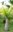 Flaschenpalme Hyophorbe lagenicaulis Pflanze 15-20cm Fasspalme Palme Rarität