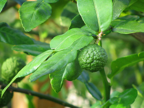 Kaffernlimette Citrus hystrix Pflanze 5-10cm Kaffir-Limette Mauritius-Papeda