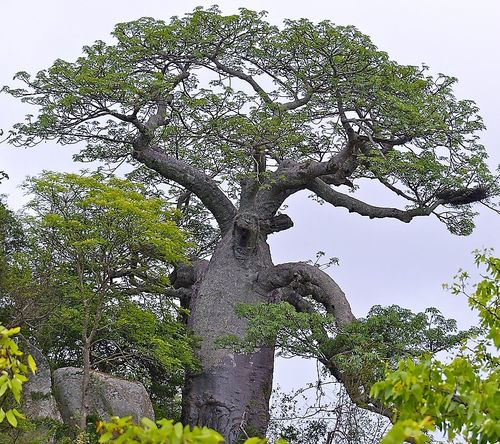 Afrikanischer Affenbrotbaum Adansonia digitata Pflanze 5-10cm Baobab Rarität