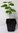 Virginische Zaubernuss Hamamelis virginiana Pflanze 15-20cm Zauberstrauch