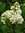 Weißer Flieder Syringa vulgaris alba Pflanze 25-30cm Fliederstrauch Rarität